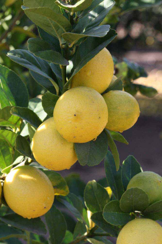            Fruit (Thornless Mexican lime, Riverside, CA)   